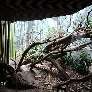 Fossa exhibit -  Madagascar! [2015]