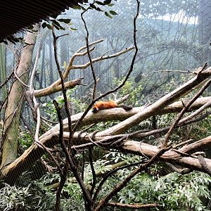 Red ruffed lemur exhibit -  Madagascar! [2015]