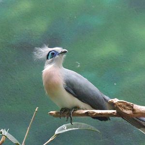 Crested Coua - Aquatic Bird House [2015]