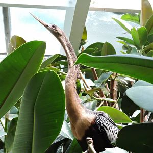 Anhinga - Aquatic Bird House [2015]