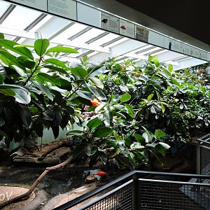 Scarlet ibis exhibit - Aquatic Bird House [2015]