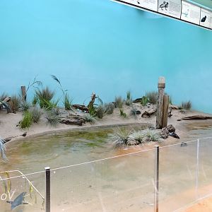 Little Penguin exhibit - Aquatic Bird House [2015]