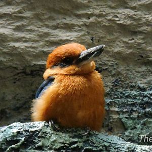 Guam Kingfisher - Aquatic Bird House [2015]