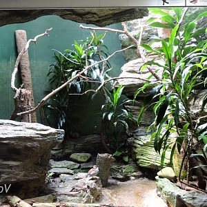 Guam Kingfisher exhibit - Aquatic Bird House [2015]