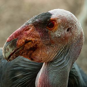 California Condor