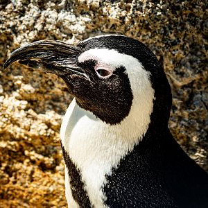 African Penguin