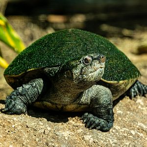 Madagascar Big Headed Turtle