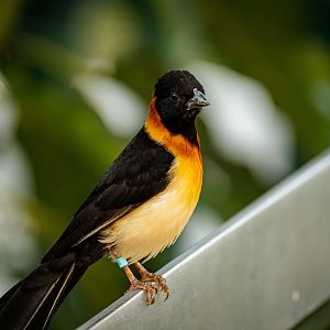 Exclamatory Paradise Whydah