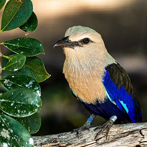 Blue Bellied Roller