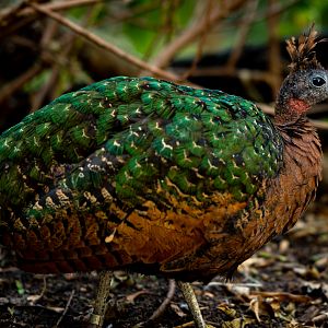 Congo Peafowl