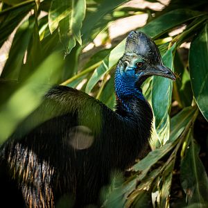 Southern Cassowary