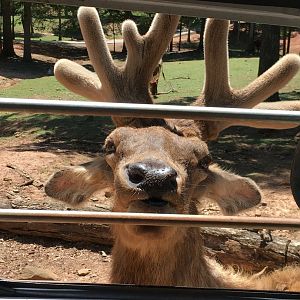 Deer Identification?