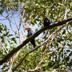 Oriental Dollarbirds (Eurystomus orientalis)