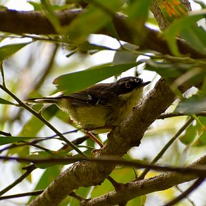 White-browed Scrubwren (Sericornis frontalis)