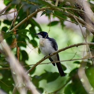 Restless Flycatcher (Myiagra inquieta)