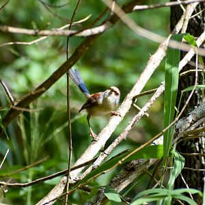 Variegated Fairywren (Malurus lamberti)