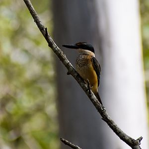 Sacred Kingfisher (Todiramphus sanctus)