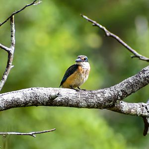Sacred Kingfisher (Todiramphus sanctus)