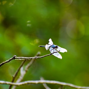 Blue Skimmer (Orthetrum caledonicum)