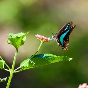 Blue Triangle (Graphium sarpedon)