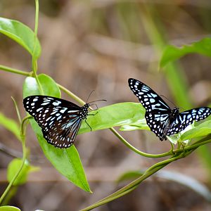 Blue Tigers (Tirumala hamata)
