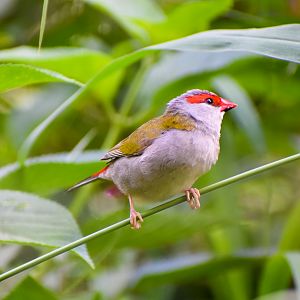 Red-browed Finch (Neochmia temporalis)