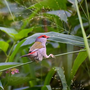 Red-browed Finch (Neochmia temporalis)
