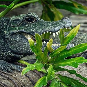 West African Dwarf Crocodile with West African Mud Turtle