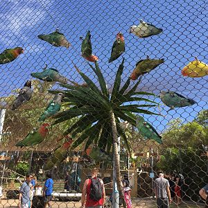 Lovebirds in the shape of a heart