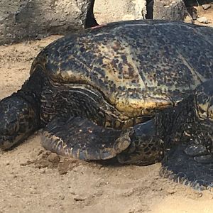 Can you get your flipper out of my face, please?