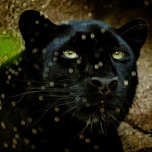 Amur Leopard “Mystique” being misted