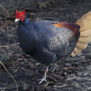 Malayan Crestless Fireback (Lophura erythrophthalma), January 2021