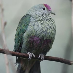 Red-bellied Fruit-dove (Ptilinopus greyi), January 2021