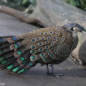 Malay Peacock-pheasant (Polyplectron malacense), January 2021