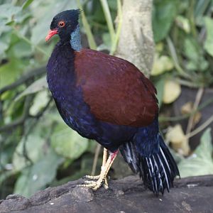 Green-naped pheasant-pigeon (Otidiphaps nobilis), January 2021