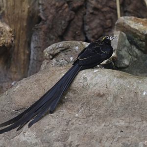 Black Widowbird (Euplectes ardens), January 2021
