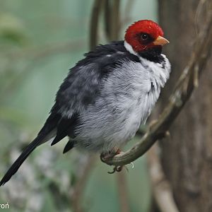 Yellow-billed Cardinal (Paroaria capitata), January 2021