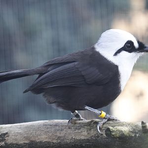 Black-and-white Laughingthrush (Garrulax bicolor), January 2021