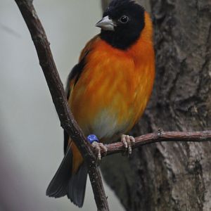 Red Siskin (Carduelis cucullata), January 2021