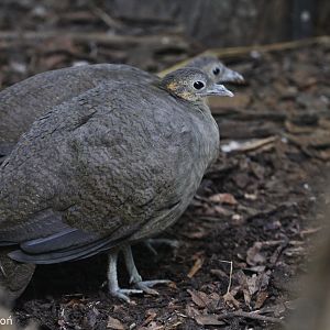 Solitary Tinamous (Tinamus solitarius), January 2021