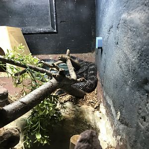 Sirius the black rat snake