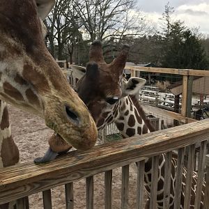 Giraffe viewing from the feeding deck