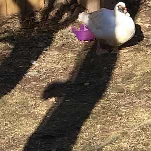 Mr.Wilson the Muscovy duck