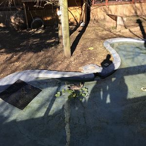 Muscovy/nene exhibit