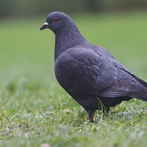 Rock Pigeon