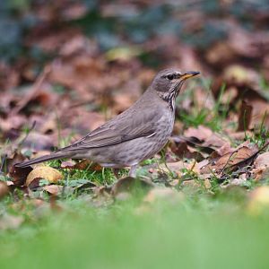 Black-throated Thrush