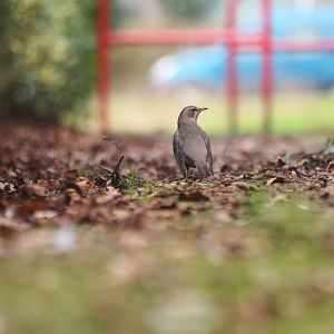 Black-throated Thrush