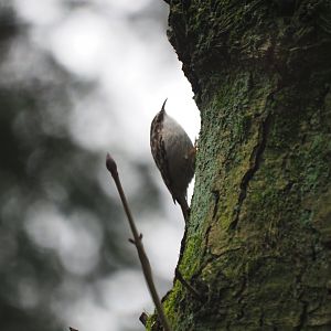 Short-toed Treecreeper