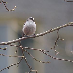 Long-tailed Tit