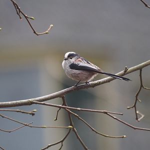 Long-tailed Tit